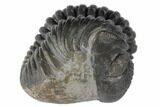 , Pedinopariops Trilobite - Mrakib, Morocco #125119-1